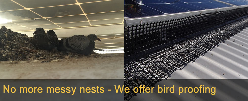 Pigeon nesting beneath rooftop solar panels showing why bird proofing is needed